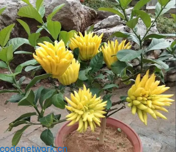 中医草药花草类科普：佛手花