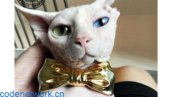 狮子座最适合养什么宠物猫？|思创源码网